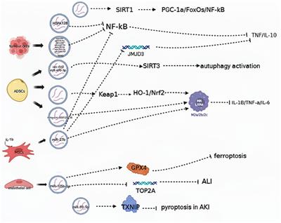 An overview of the mechanisms and potential roles of extracellular vesicles in septic shock